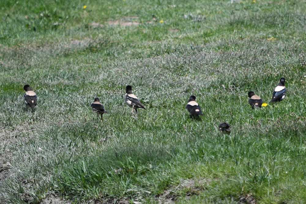 Rosy Starling